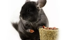 Stolpi za chinchillas: kaj se lahko in ni mogoče dati, kako se ustvariti